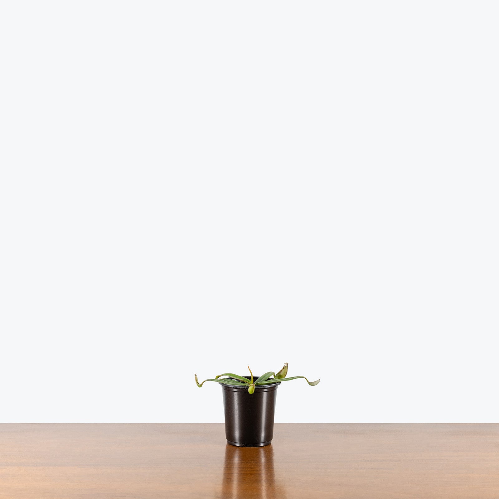 Nepenthes Albomarginata | Exotic Carnivorous Pitcher Plants for Delivery | Care Guide and Pro Tips