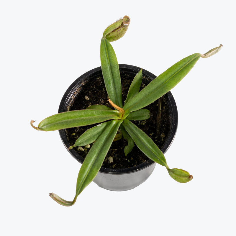 Nepenthes Albomarginata | Exotic Carnivorous Pitcher Plants for Delivery | Care Guide and Pro Tips