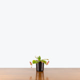 Nepenthes Bloody Mary — 4" Pot