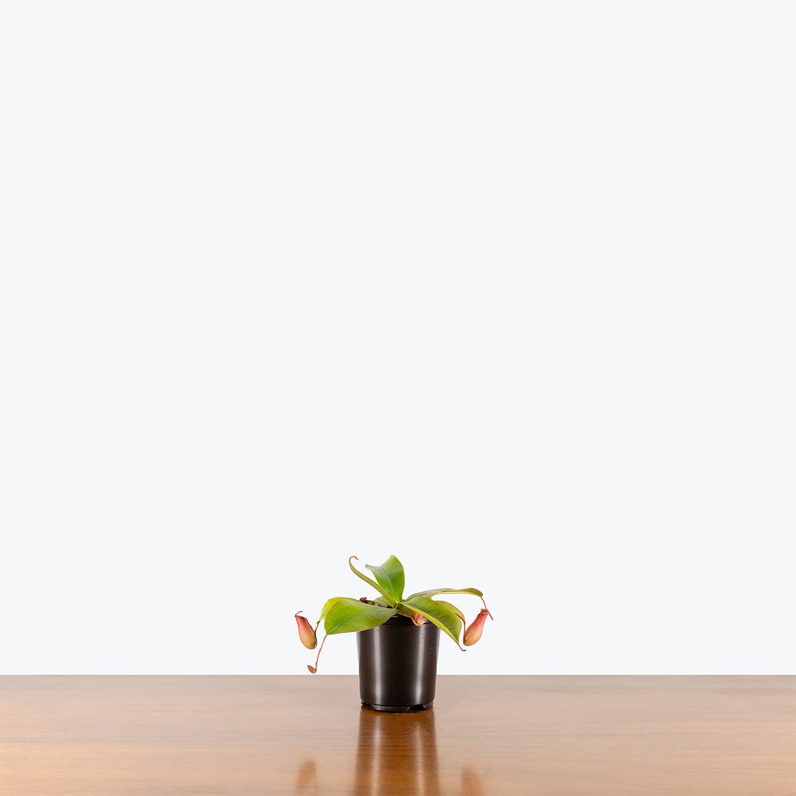Nepenthes Bloody Mary | Exotic Carnivorous Pitcher Plants for Delivery | Care Guide and Pro Tips