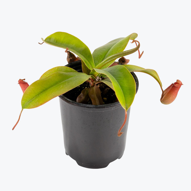 Nepenthes Bloody Mary | Exotic Carnivorous Pitcher Plants for Delivery | Care Guide and Pro Tips
