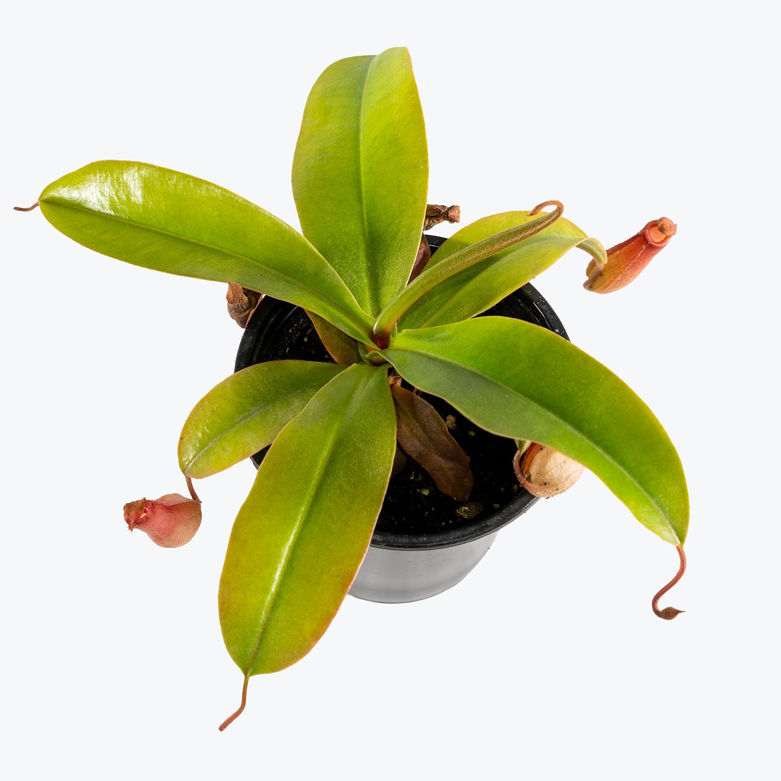 Nepenthes Bloody Mary | Exotic Carnivorous Pitcher Plants for Delivery | Care Guide and Pro Tips