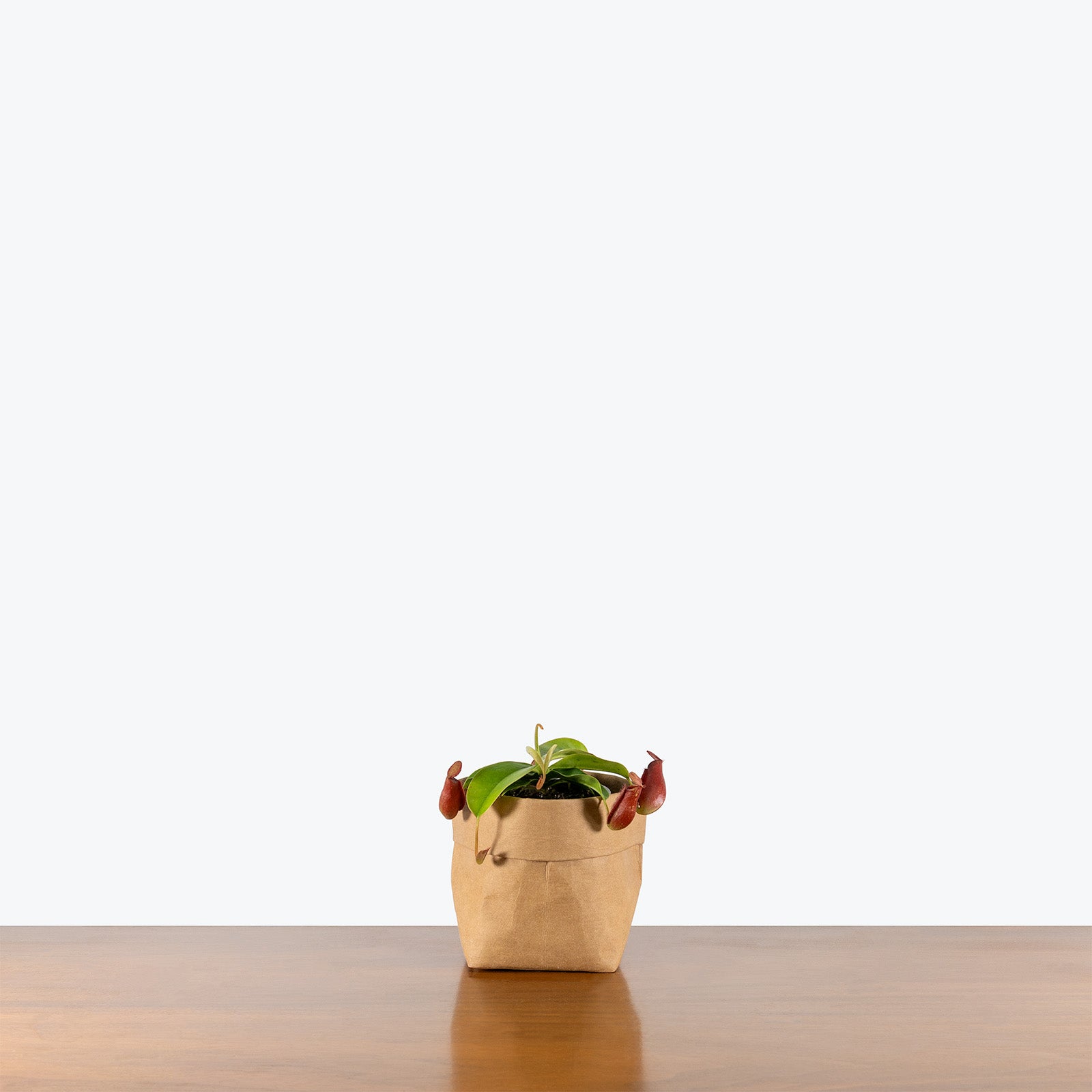 Nepenthes Diana | Tropical Carnivorous Plants & Houseplants for Delivery | Care Guide and Pro Tips