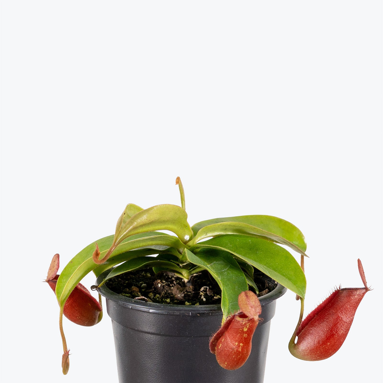 Nepenthes Diana | Tropical Carnivorous Plants & Houseplants for Delivery | Care Guide and Pro Tips