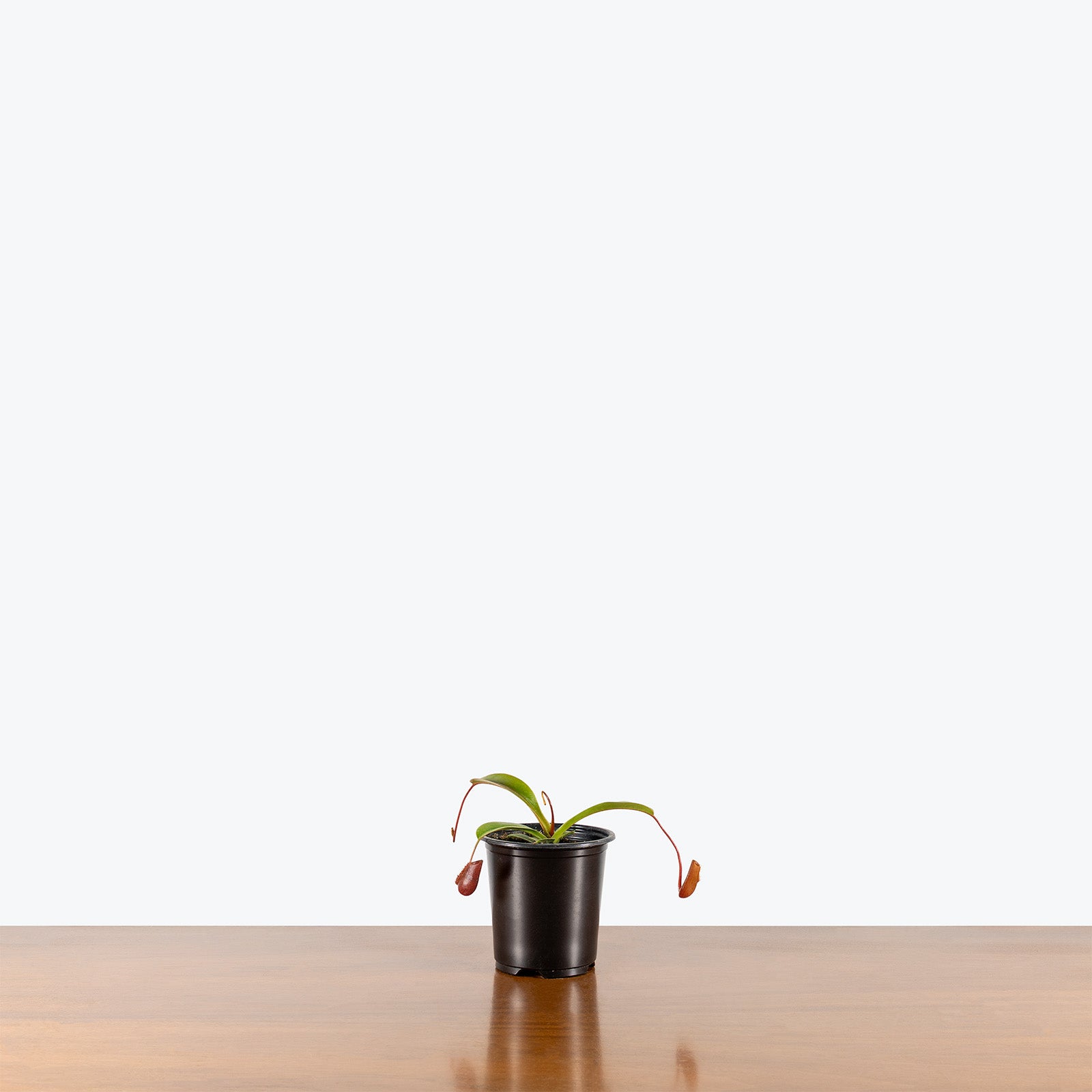 Nepenthes Lowii x Ventricosa | Exotic Carnivorous Pitcher Plants for Delivery | Care Guide and Pro Tips