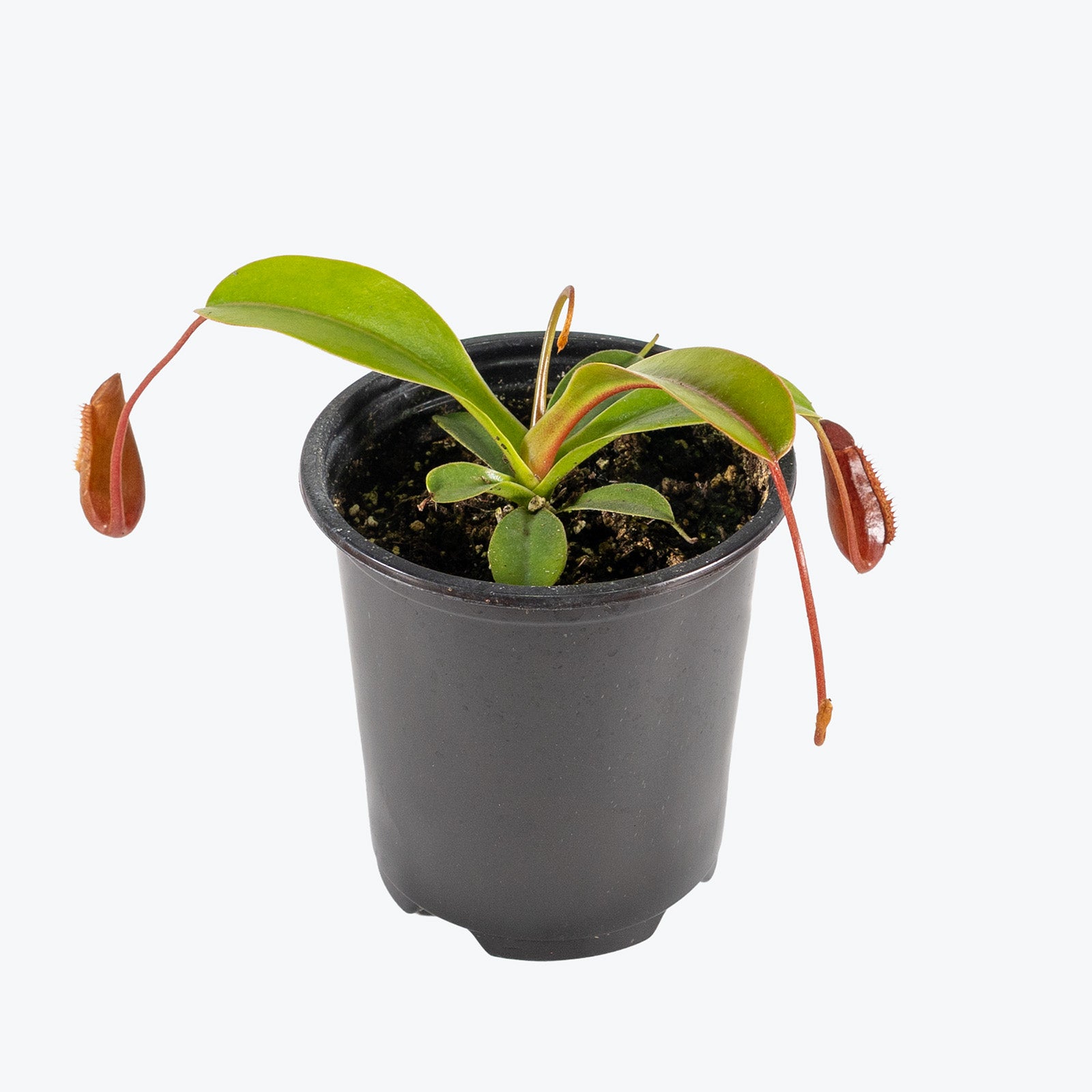 Nepenthes Lowii x Ventricosa | Exotic Carnivorous Pitcher Plants for Delivery | Care Guide and Pro Tips