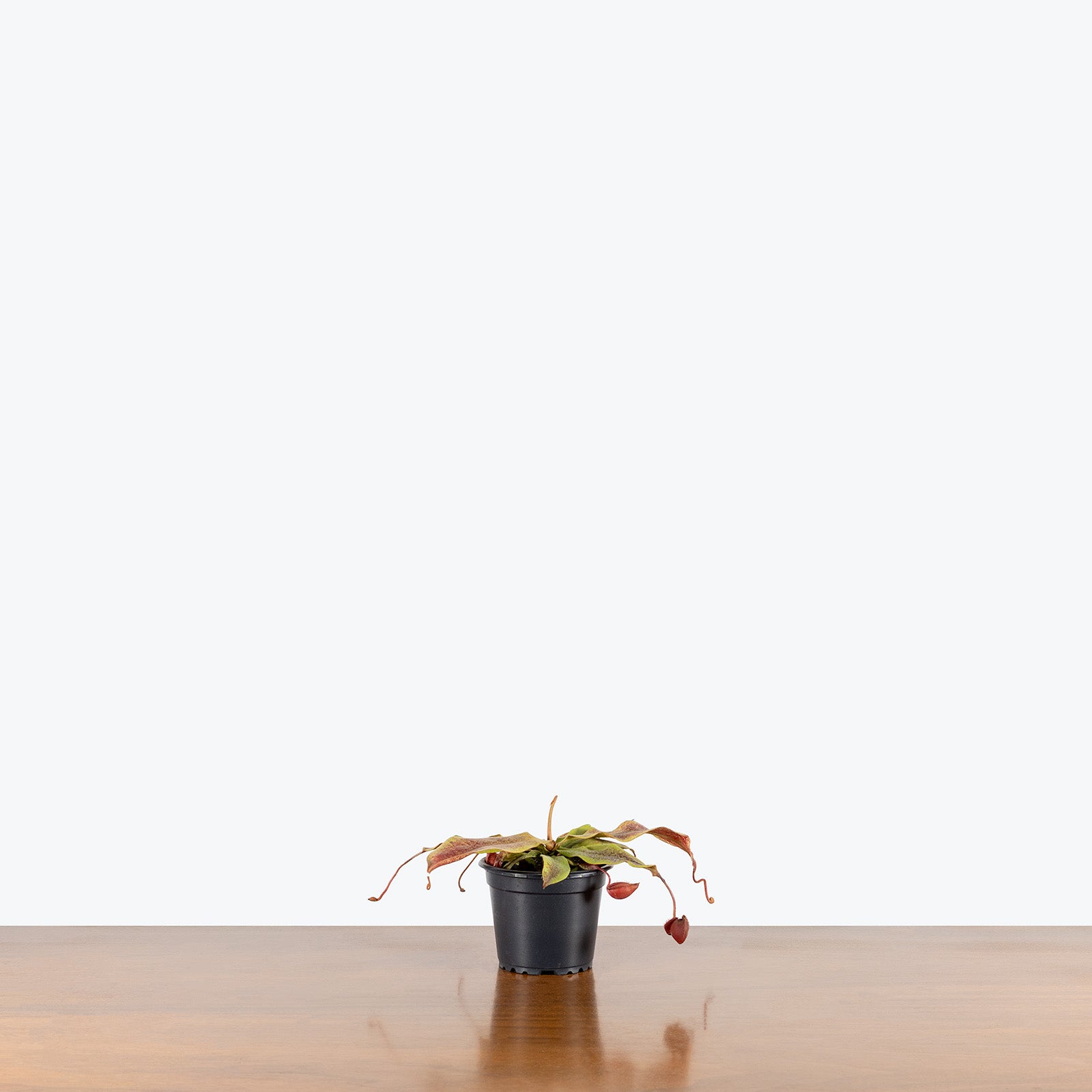 Nepenthes Mirabilis Var. Globosa | Care Guide and Pro Tips - Delivery from Toronto across Canada - JOMO Studio