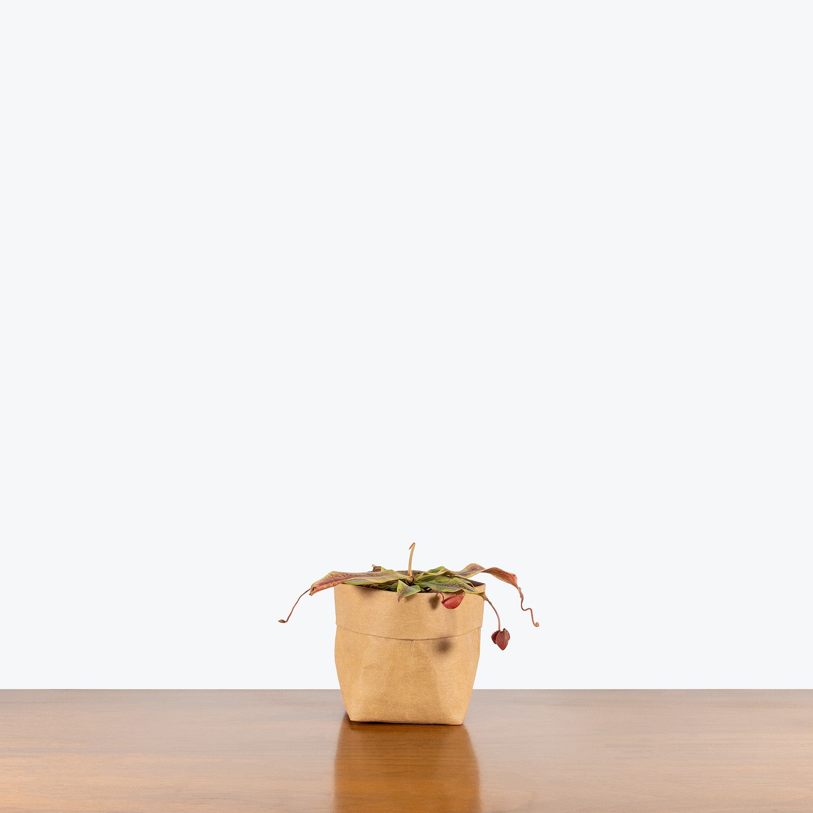 Nepenthes Mirabilis Var. Globosa | Care Guide and Pro Tips - Delivery from Toronto across Canada - JOMO Studio