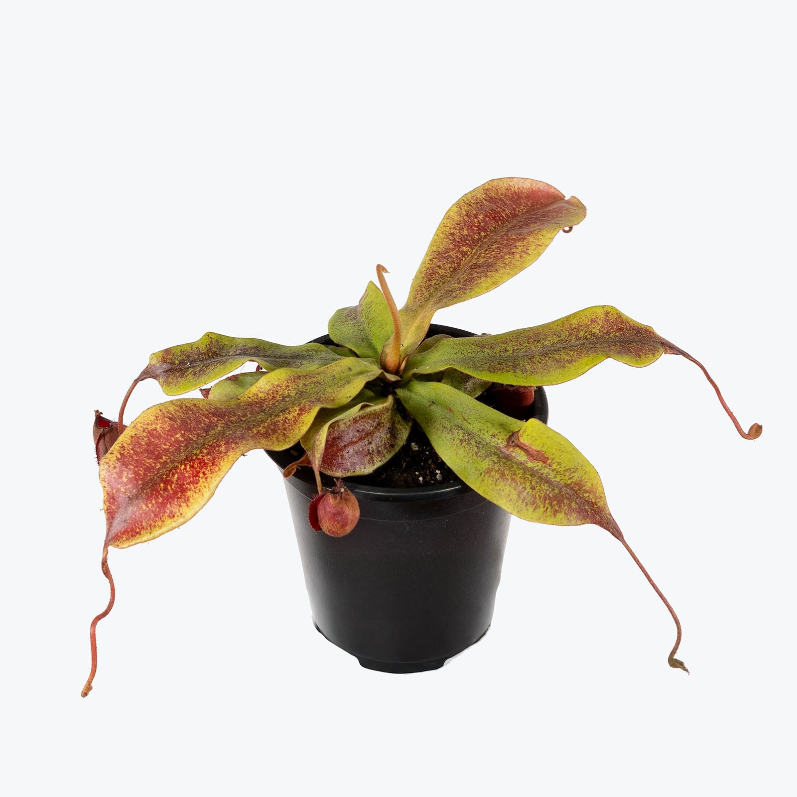 Nepenthes Mirabilis Var. Globosa | Care Guide and Pro Tips - Delivery from Toronto across Canada - JOMO Studio