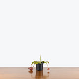 Nepenthes Mirabilis Var. Globosa x Ampullaria Black Miracle — 4" Pot