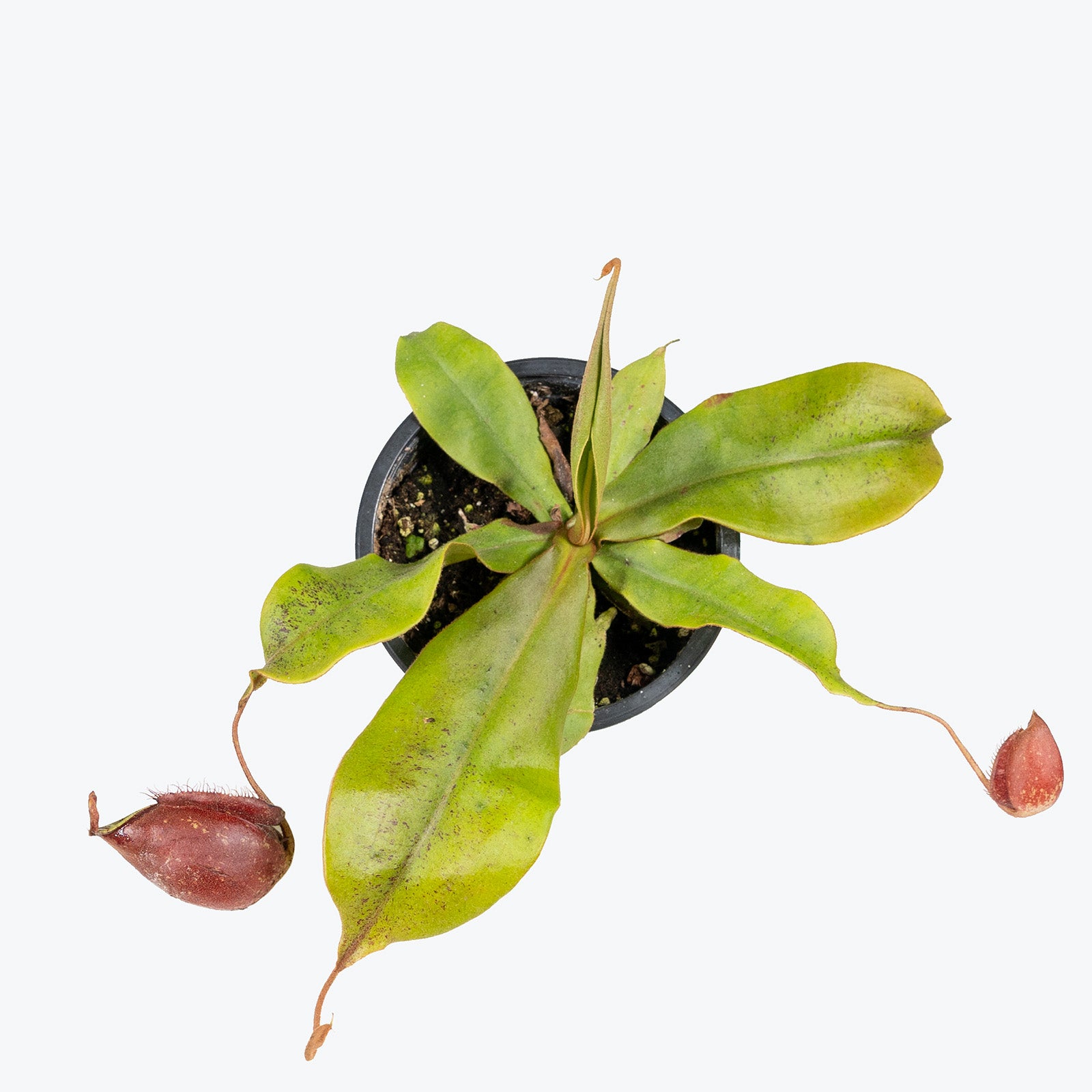 Nepenthes Mirabilis Var. Globosa x Ampullaria Black Miracle | Care Guide and Pro Tips - Delivery from Toronto across Canada - JOMO Studio