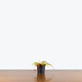 Nepenthes Neon — 4" Pot