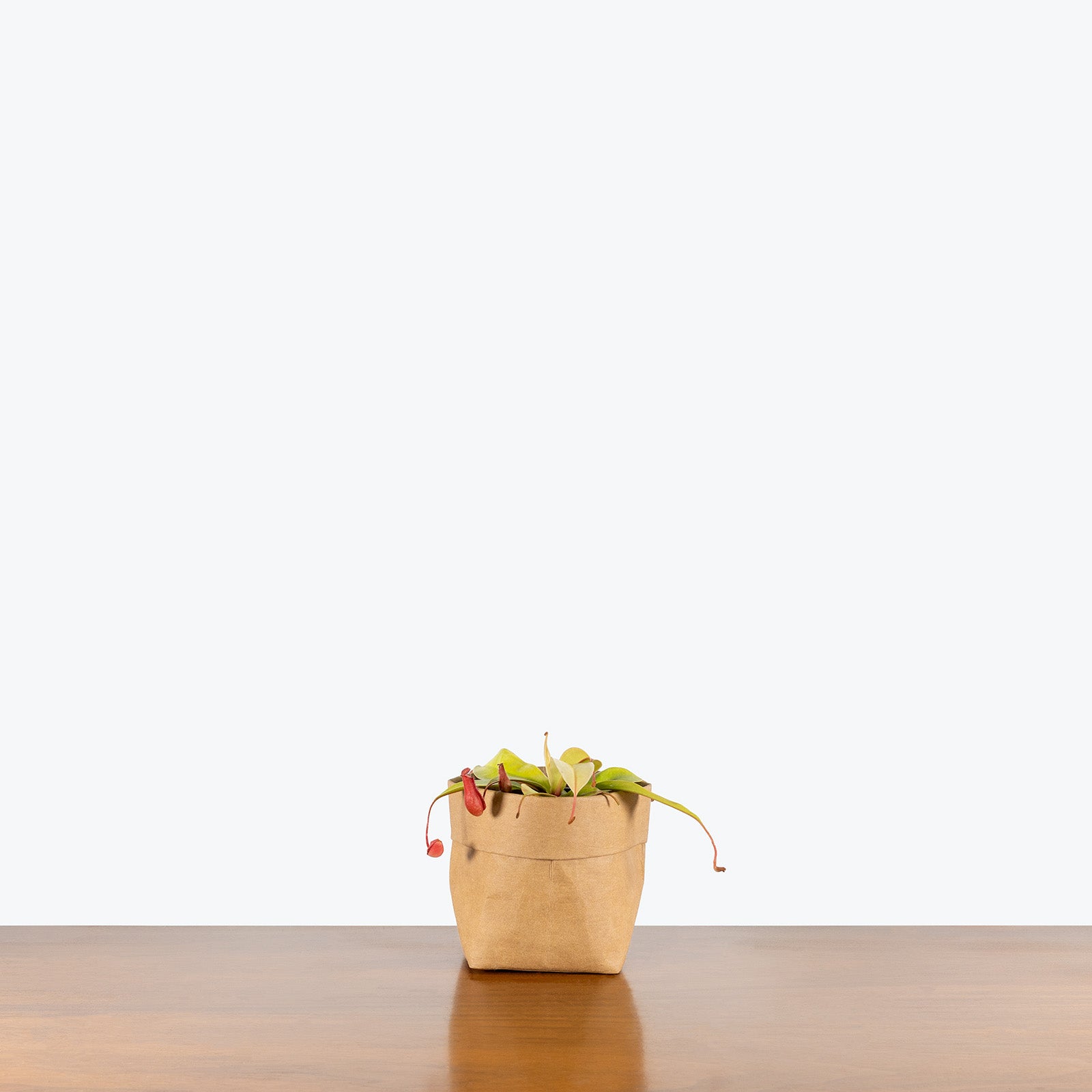 Nepenthes Neon | Care Guide and Pro Tips - Delivery from Toronto across Canada - JOMO Studio