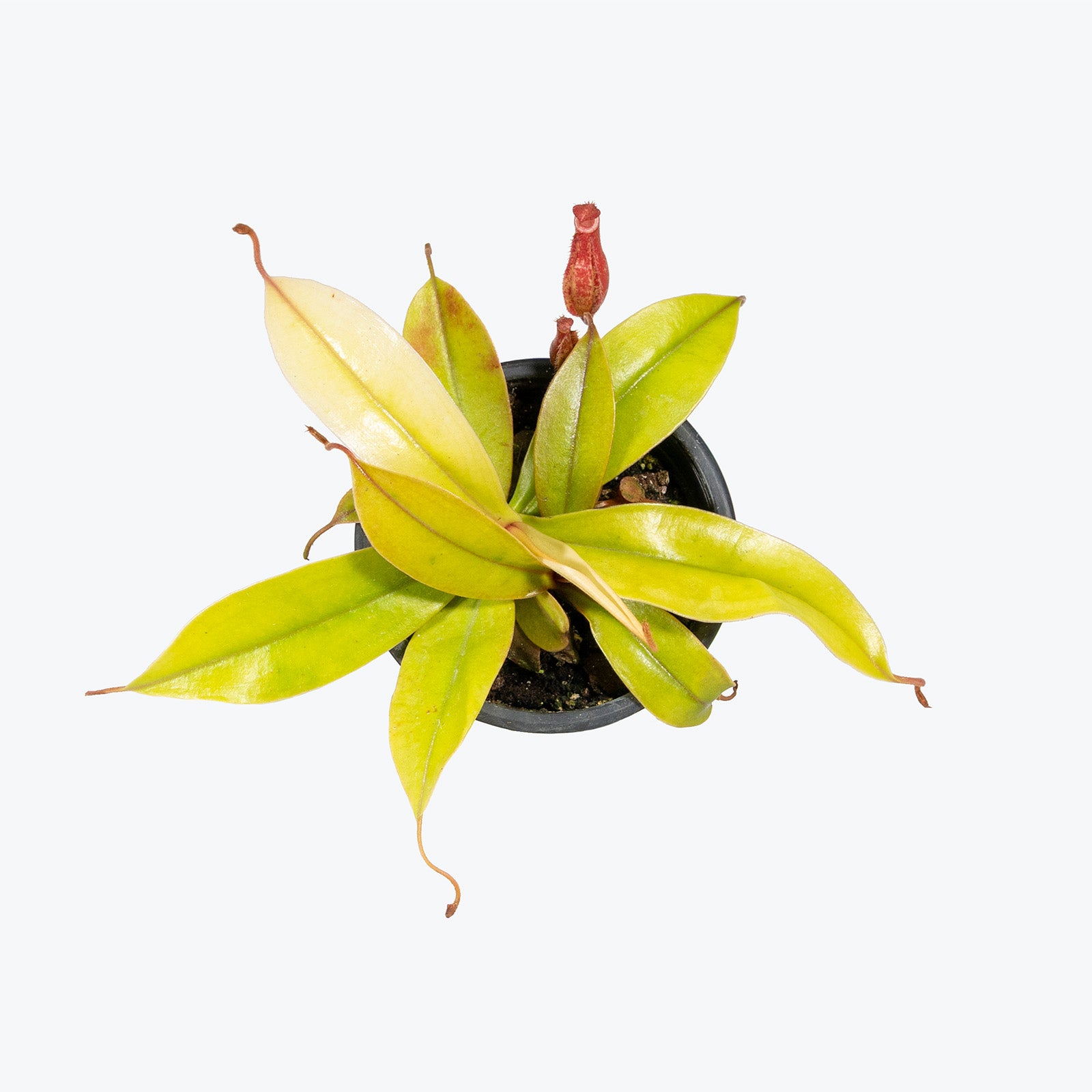 Nepenthes Neon | Care Guide and Pro Tips - Delivery from Toronto across Canada - JOMO Studio