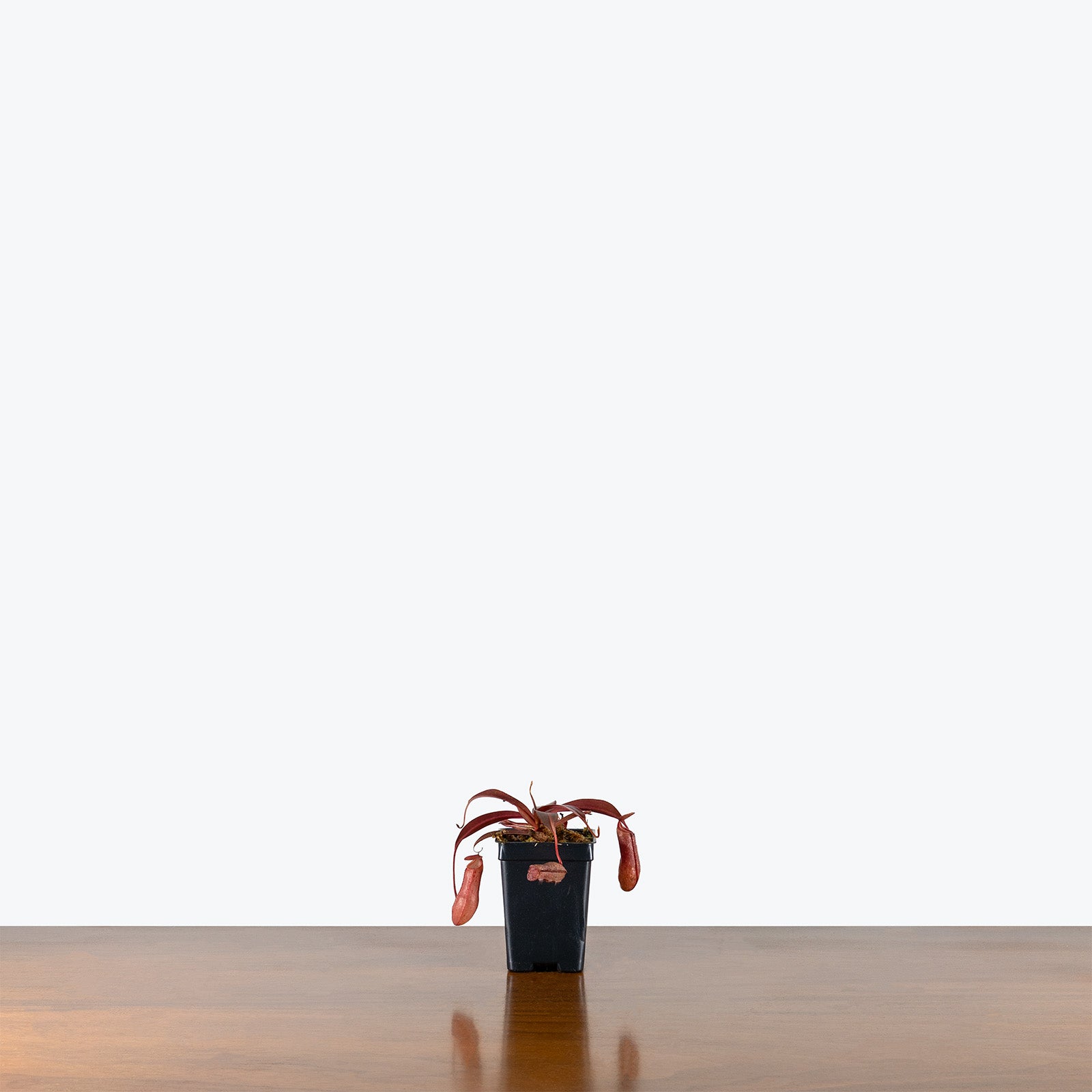 Nepenthes x Rebecca Soper | Care Guide and Pro Tips - Delivery from Toronto across Canada - JOMO Studio