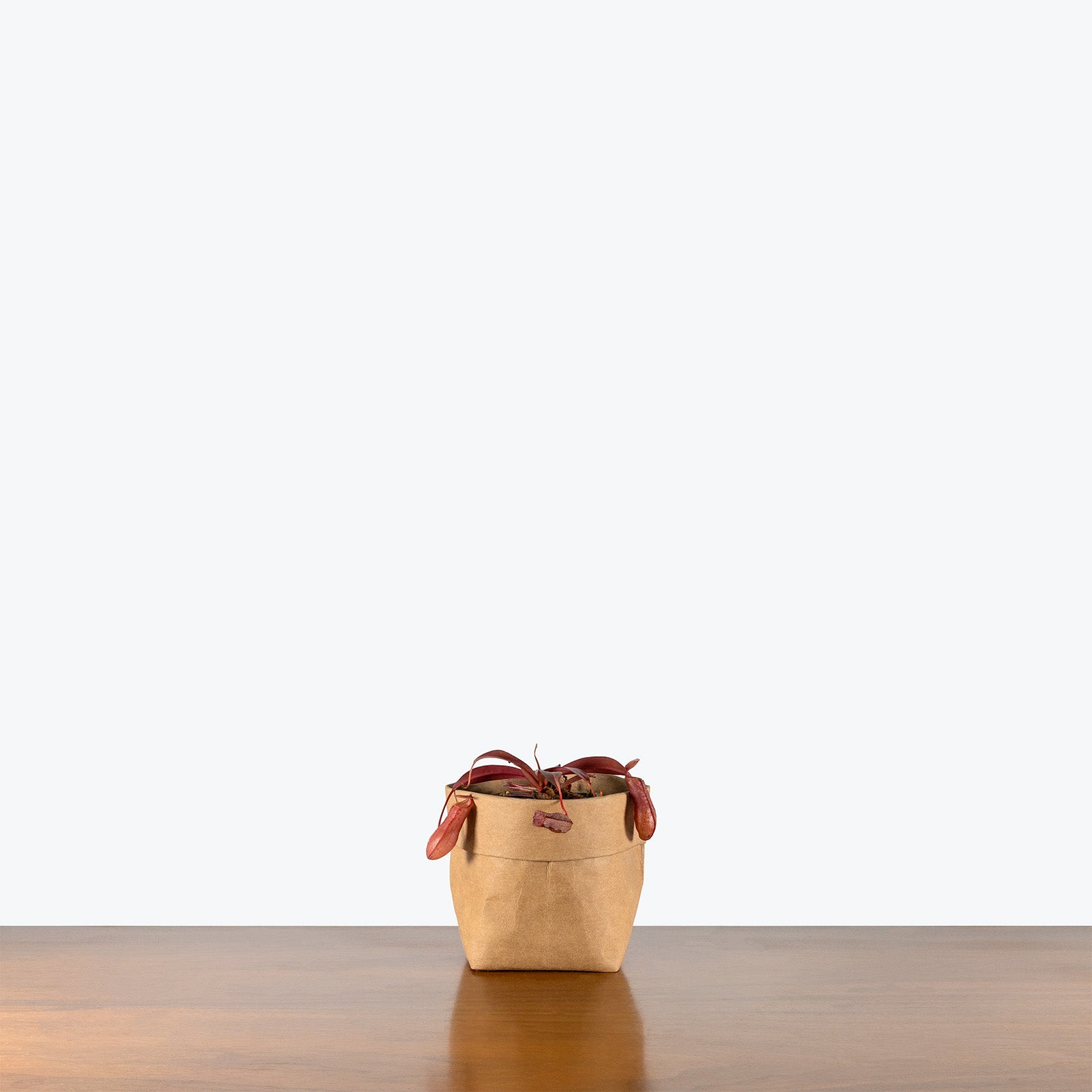 Nepenthes x Rebecca Soper | Care Guide and Pro Tips - Delivery from Toronto across Canada - JOMO Studio