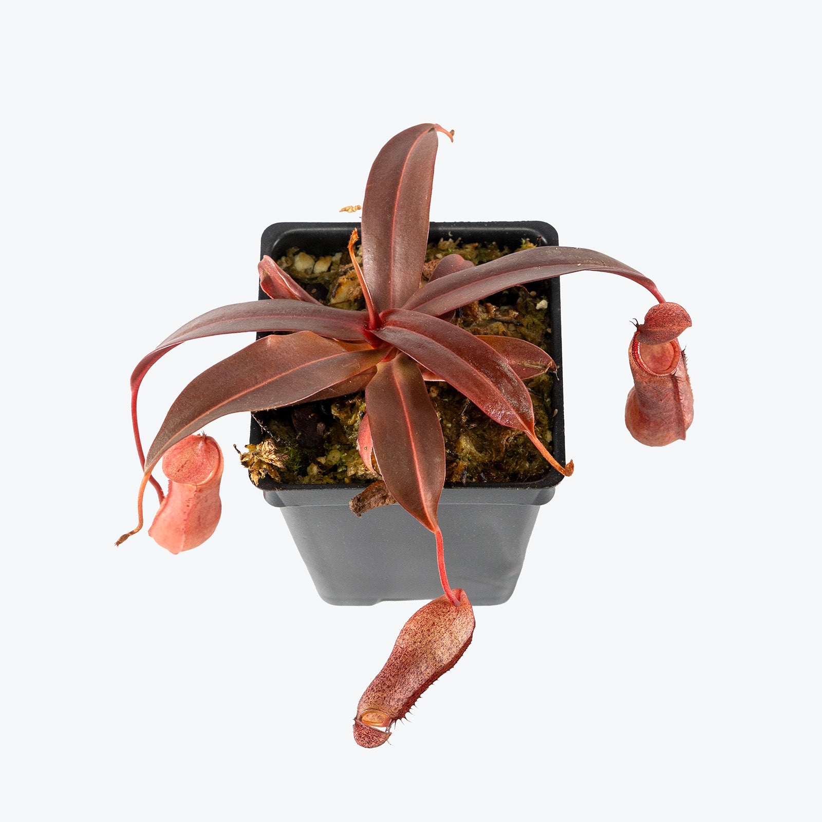 Nepenthes x Rebecca Soper | Care Guide and Pro Tips - Delivery from Toronto across Canada - JOMO Studio