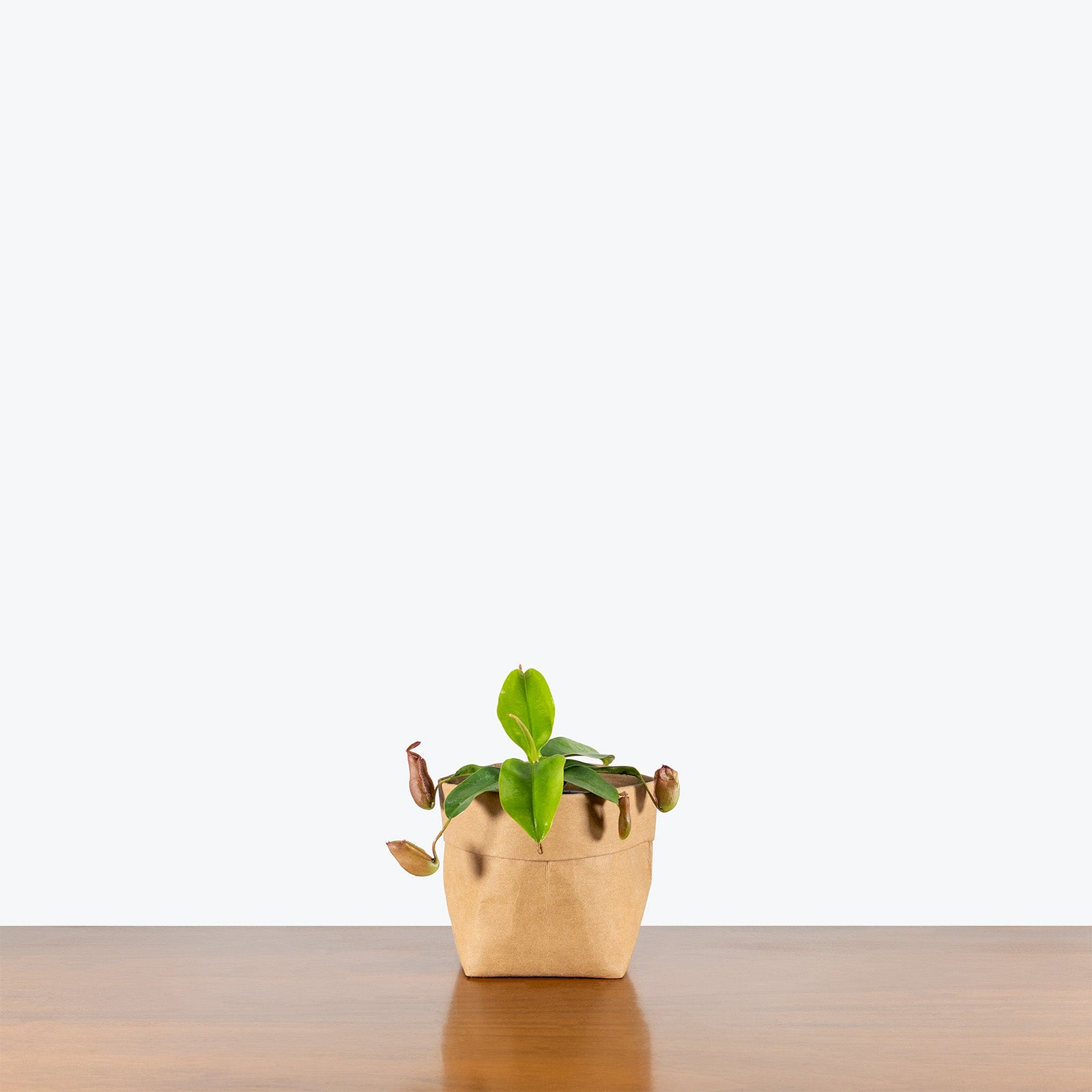Nepenthes Pitcher Plant | Care Guide and Pro Tips - Delivery from Toronto across Canada - JOMO Studio