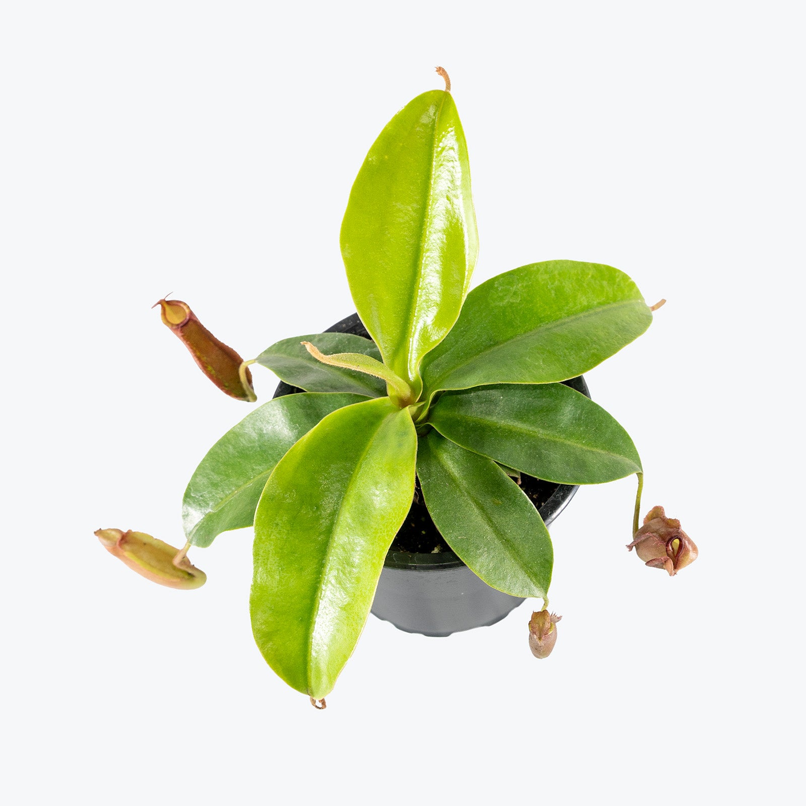 Nepenthes Pitcher Plant | Care Guide and Pro Tips - Delivery from Toronto across Canada - JOMO Studio
