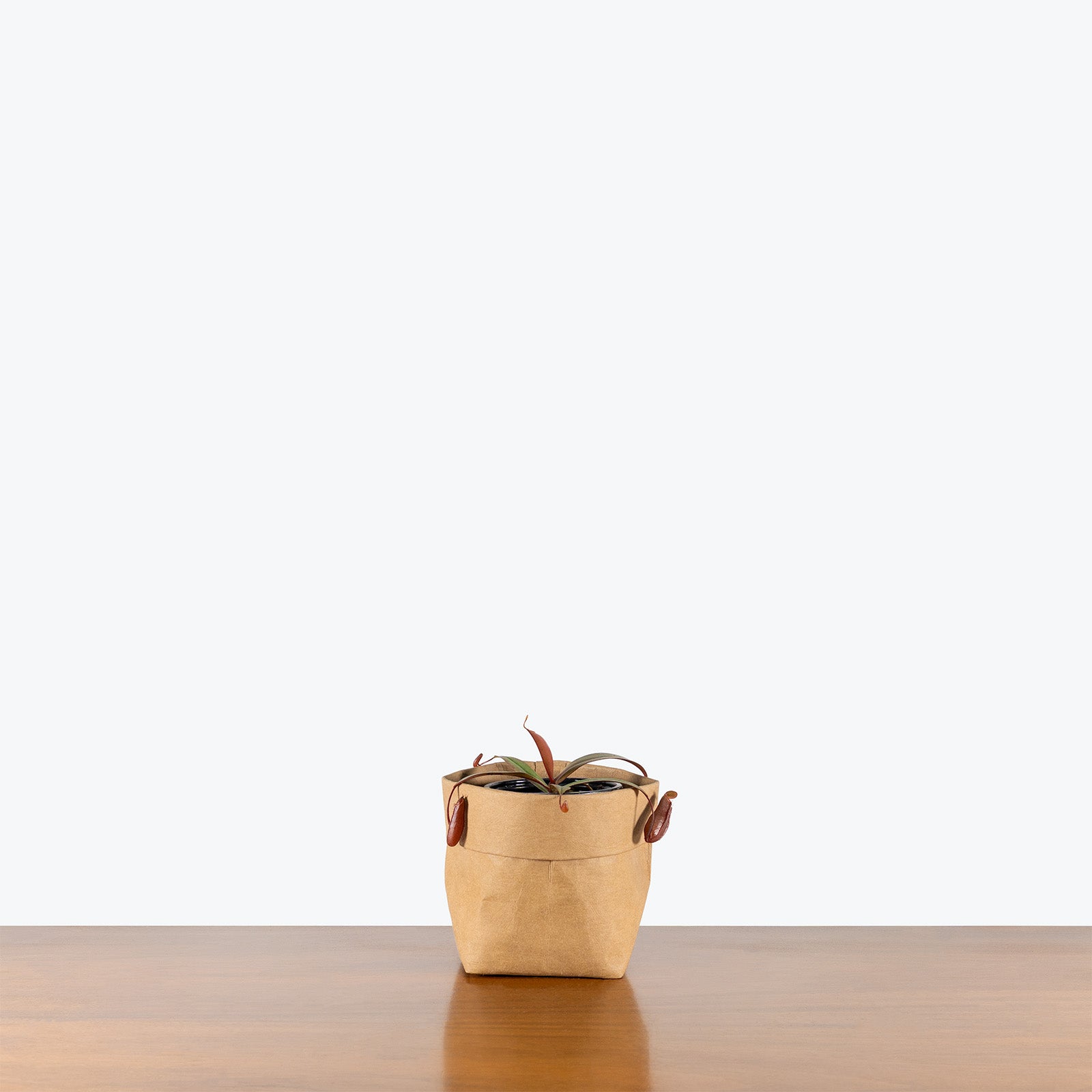 Nepenthes x Rebecca Soper