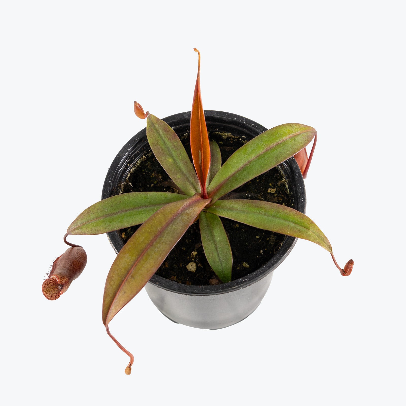 Nepenthes x Rebecca Soper | Exotic Carnivorous Pitcher Plants for Delivery | Care Guide and Pro Tips