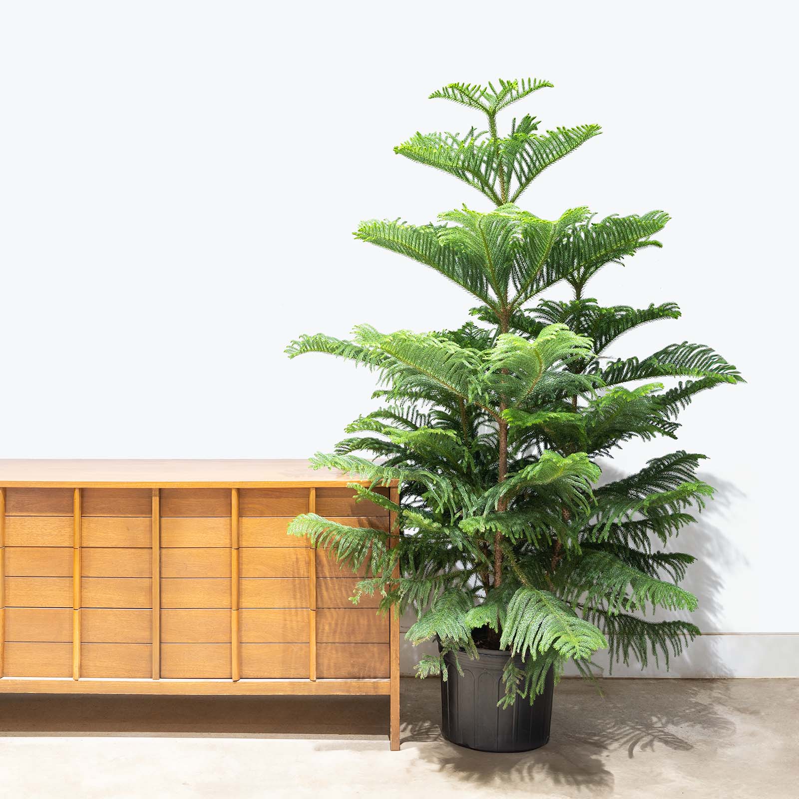 Norfolk Island Pine | Christmas Tree Alternative | Care Guide and Pro Tips - Delivery from Toronto across Canada - JOMO Studio