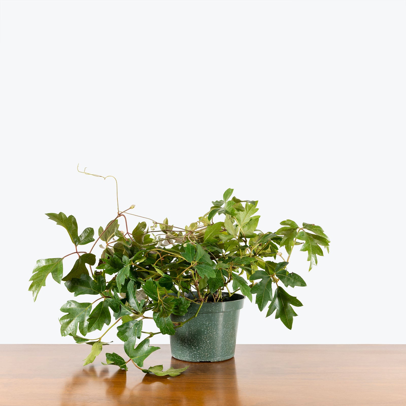 Oak Leaf Ivy - Cissus rhombifolia 'Ellen Danica' | Care Guide and Pro Tips - JOMO Studio