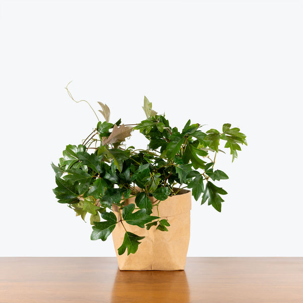 house plant that looks like ivy Oak Leaf Ivy - Cissus rhombifolia 'Ellen Danica' | Care Guide and Pro Tips