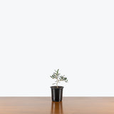 Olive Tree — 4" Bonsai