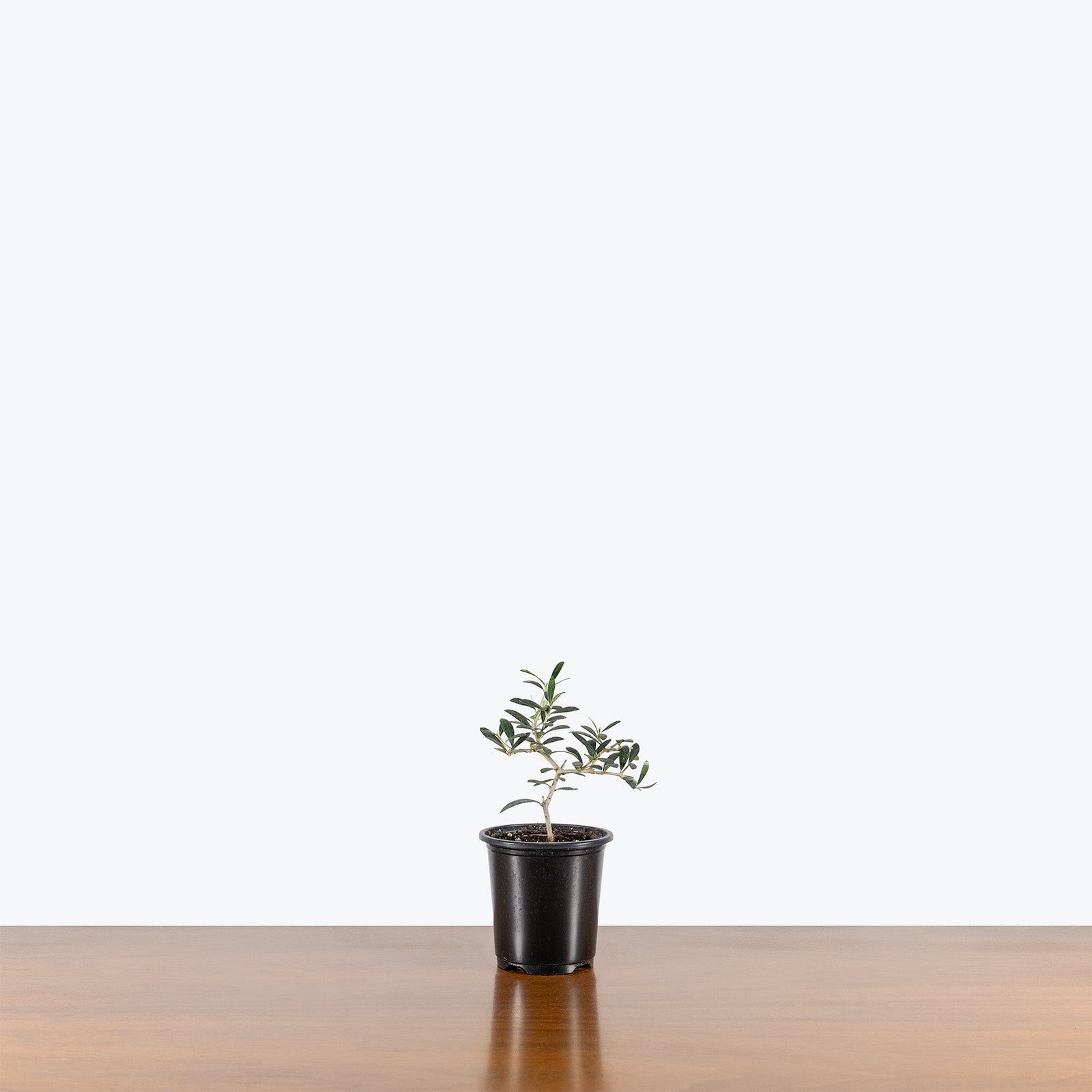 Olive Tree | Olea Europaea | Care Guide and Pro Tips - Delivery from Toronto across Canada - JOMO Studio