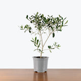 Olive Tree — 6" Pot - Tree
