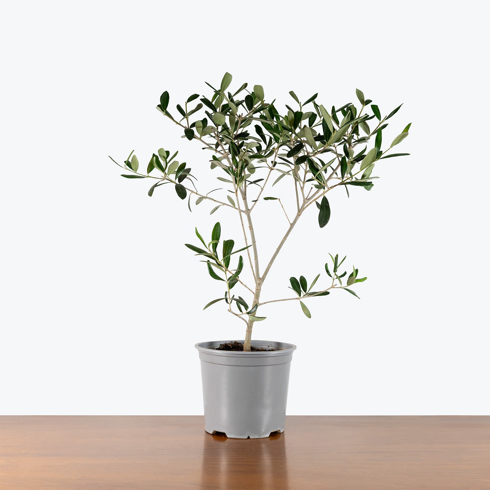 Olive Tree | Olea Europaea | Care Guide and Pro Tips - Delivery from Toronto across Canada - JOMO Studio