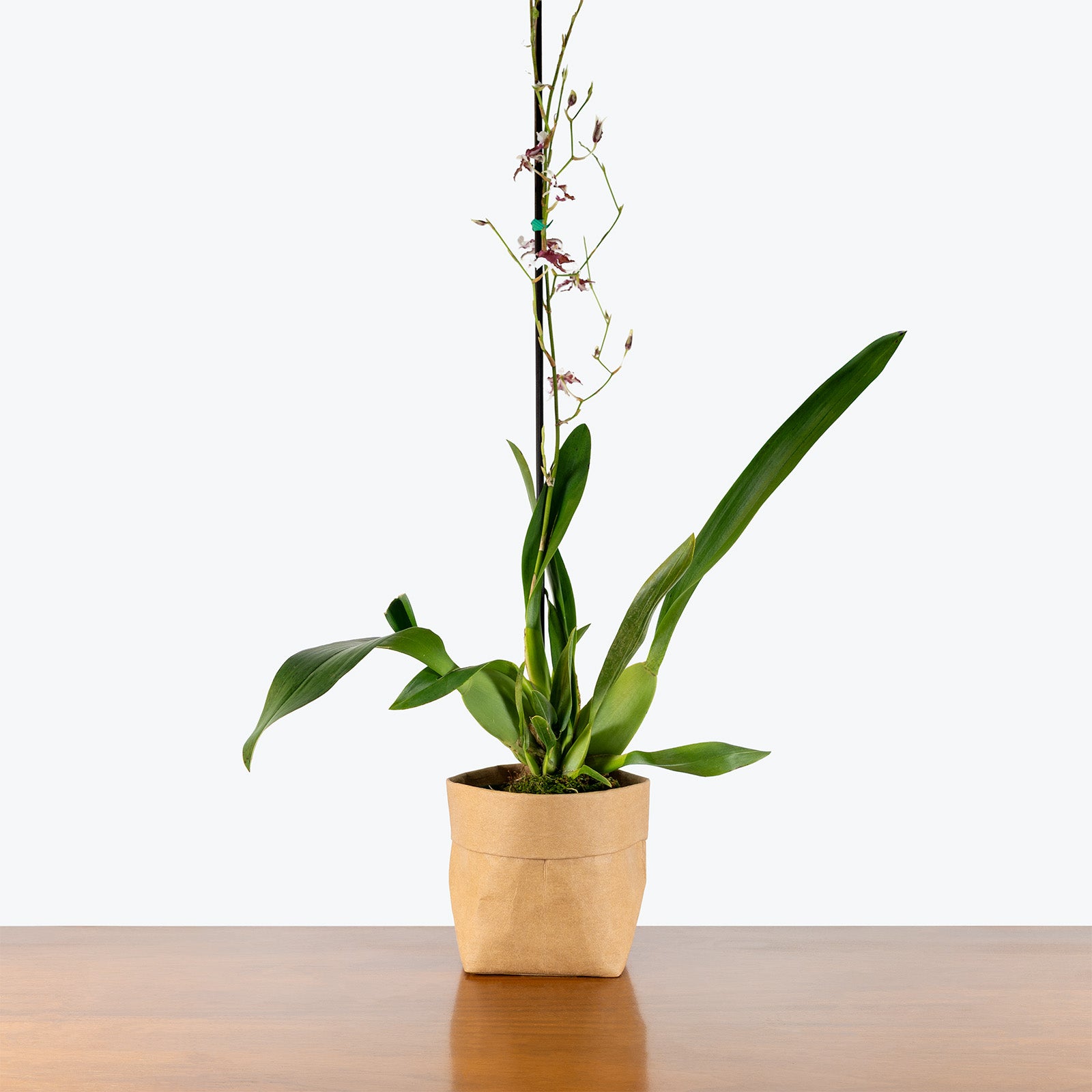 Oncidium Heaven Scent Redolence | Care Guide and Pro Tips - Delivery from Toronto across Canada - JOMO Studio