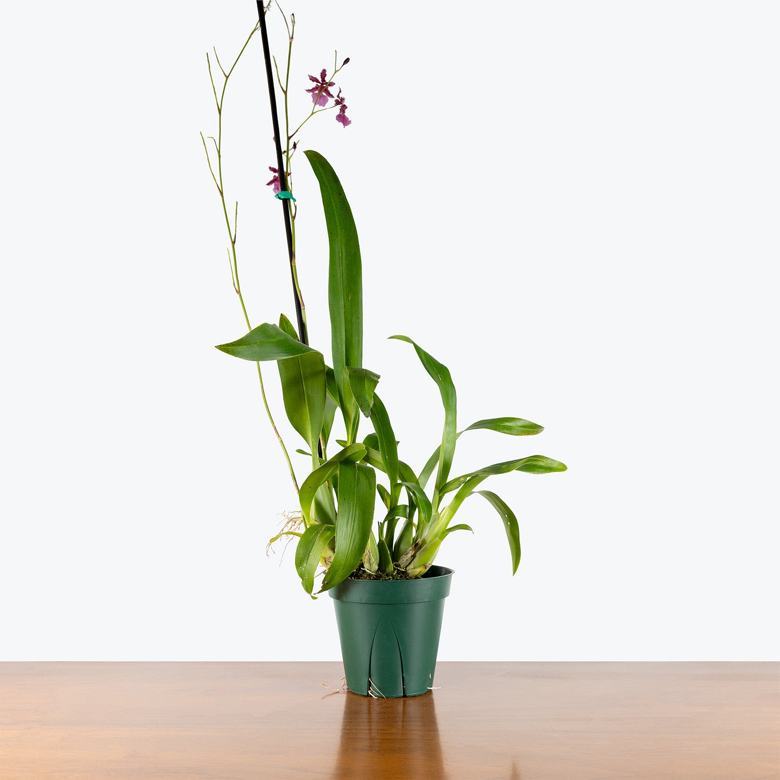 Oncidium Sharry Baby Red Fantasy | Care Guide and Pro Tips - Delivery from Toronto across Canada - JOMO Studio