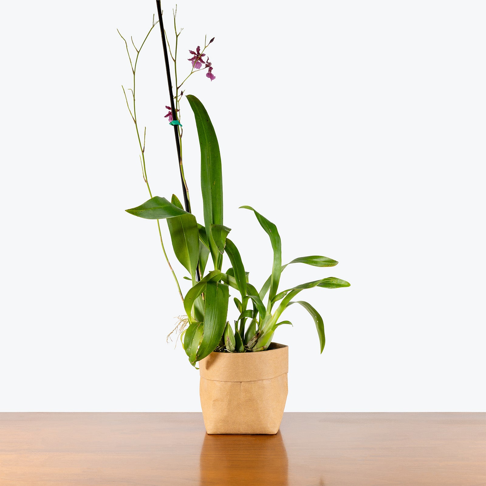 Oncidium Sharry Baby Red Fantasy | Care Guide and Pro Tips - Delivery from Toronto across Canada - JOMO Studio