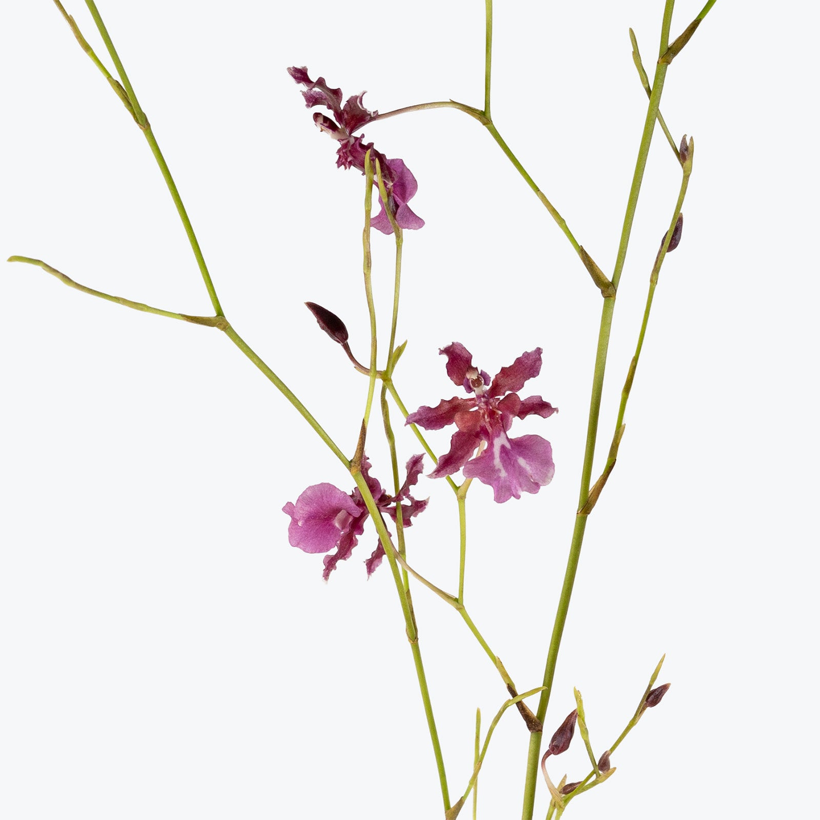 Oncidium Sharry Baby Red Fantasy | Care Guide and Pro Tips - Delivery from Toronto across Canada - JOMO Studio