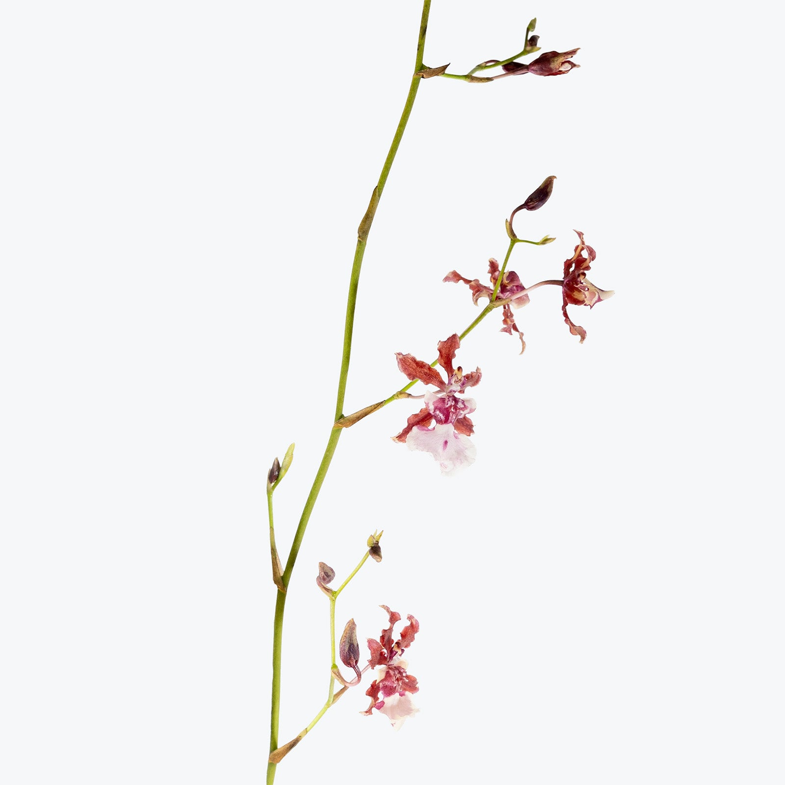 Oncidium Sharry Baby Sweet Fragrance | Care Guide and Pro Tips - Delivery from Toronto across Canada - JOMO Studio
