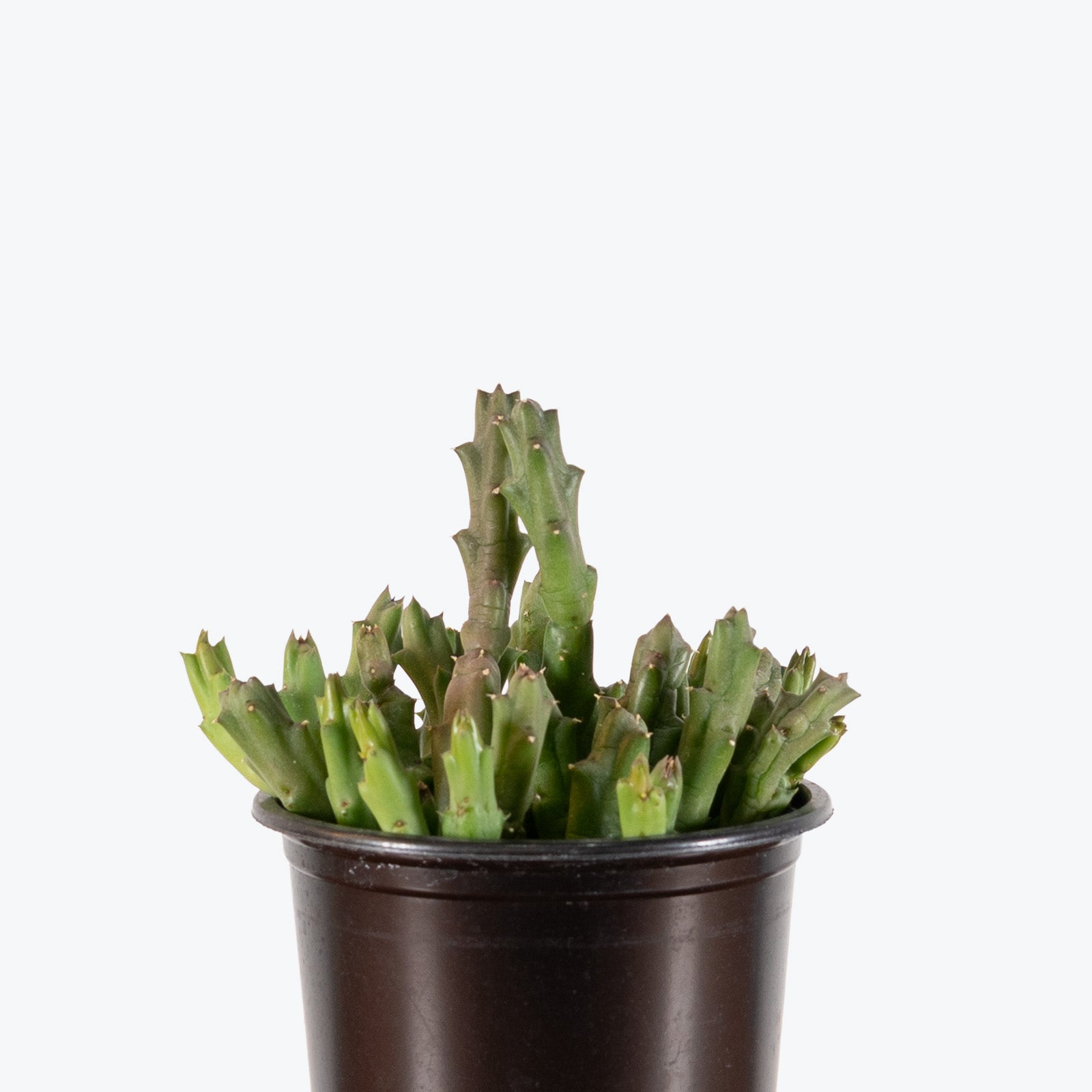 Orbea Caudata | Care Guide and Pro Tips - Delivery from Toronto across Canada - JOMO Studio