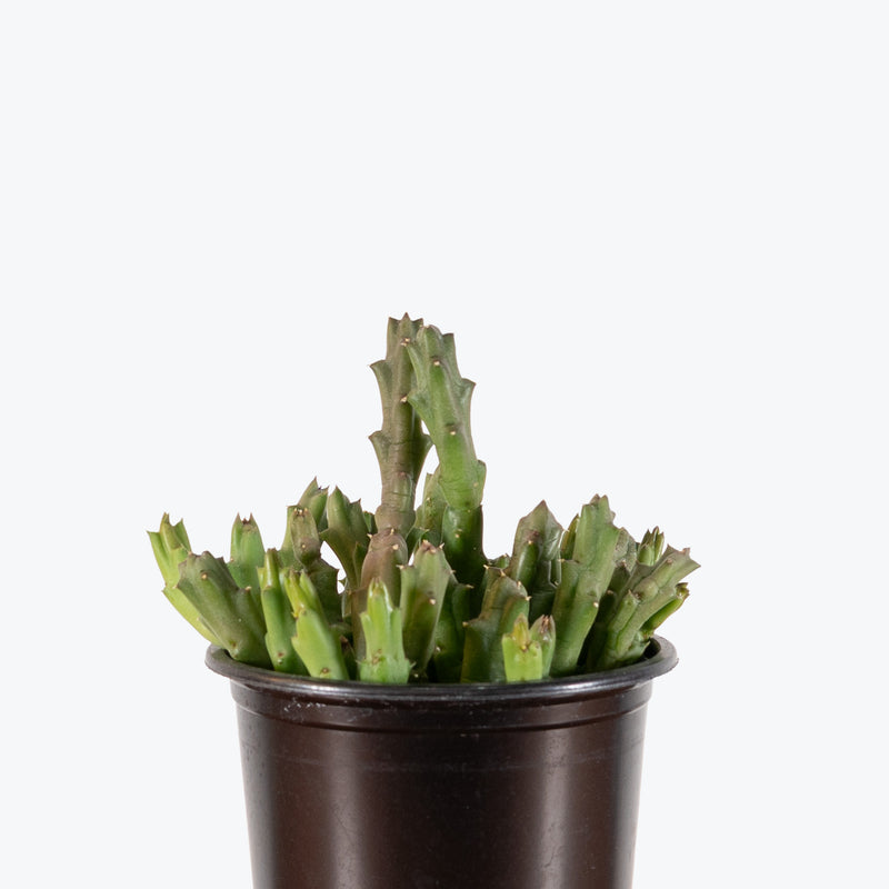Orbea Caudata | Care Guide and Pro Tips - Delivery from Toronto across Canada - JOMO Studio