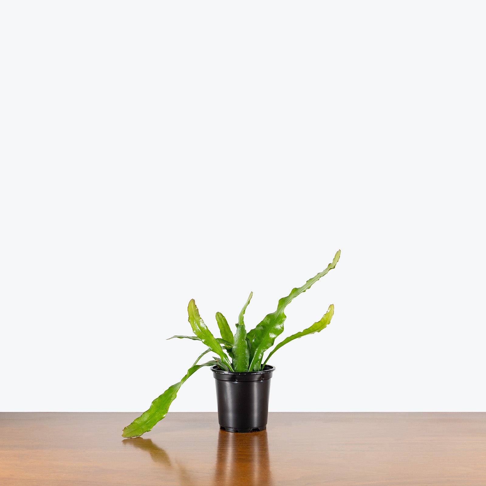 Orchid Cactus Fire | Care Guide and Pro Tips - Delivery from Toronto across Canada - JOMO Studio