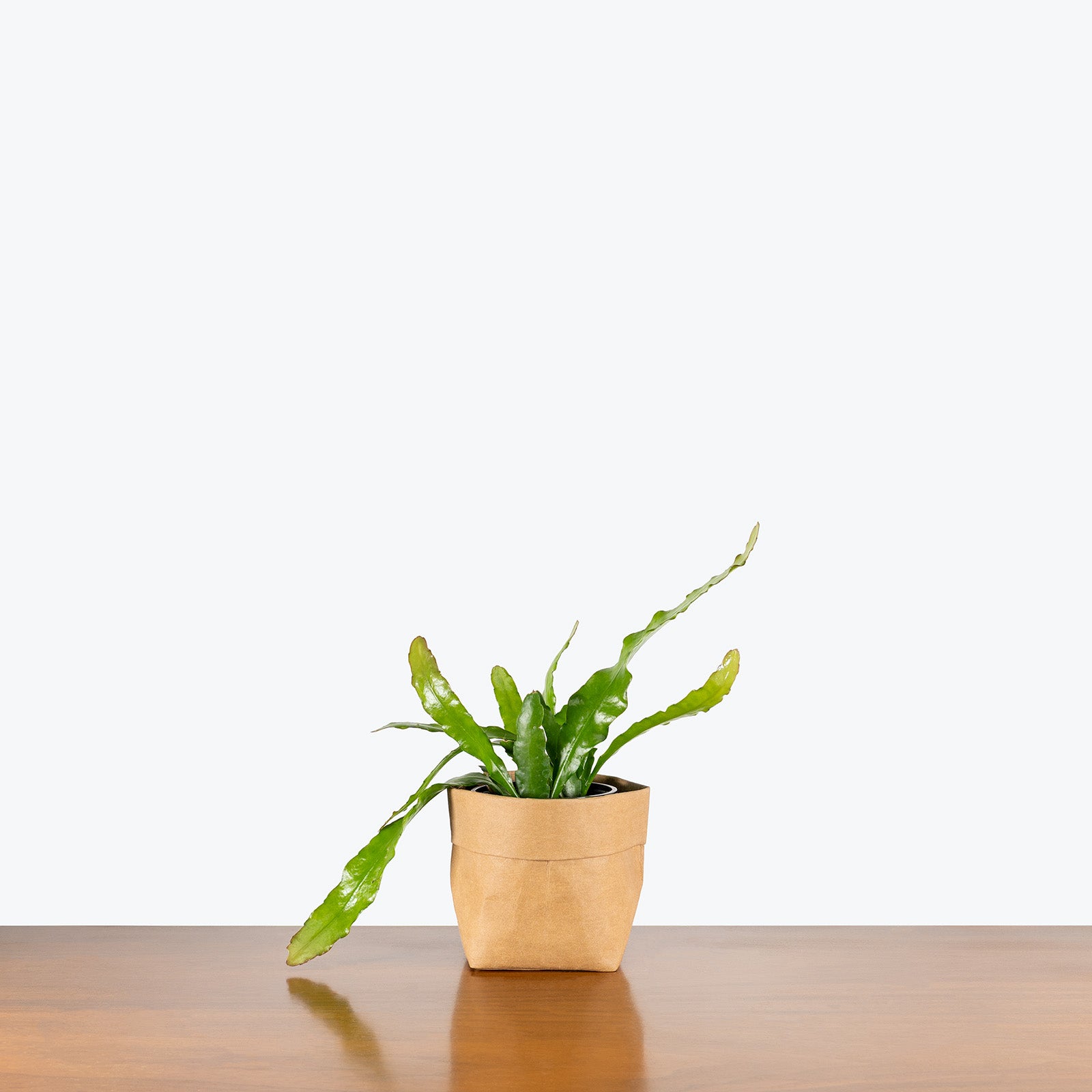 Orchid Cactus Fire | Care Guide and Pro Tips - Delivery from Toronto across Canada - JOMO Studio