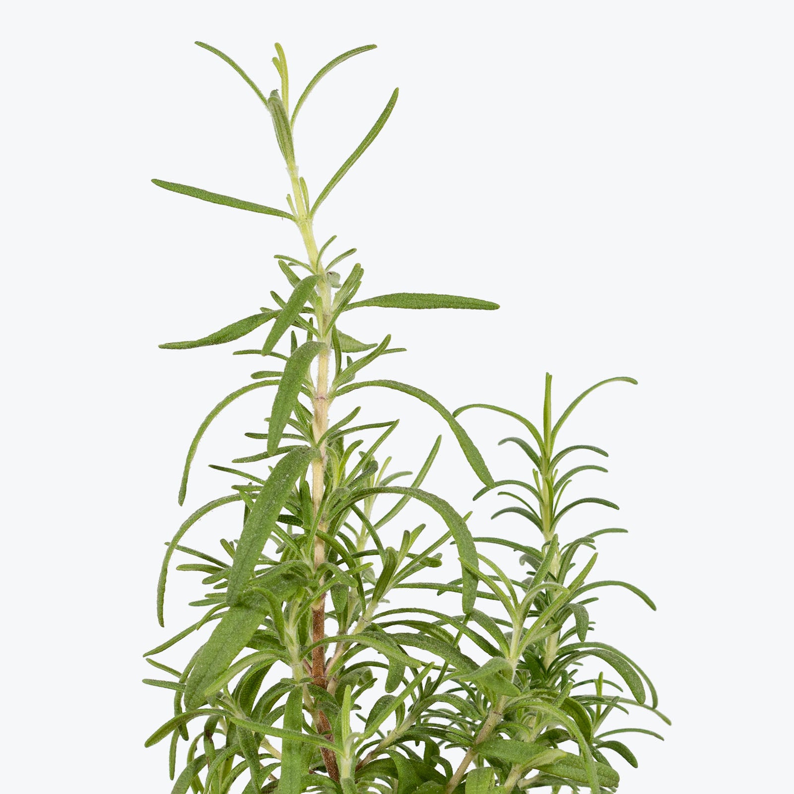 Organic Herb Trio - House Plants Delivery Toronto - JOMO Studio