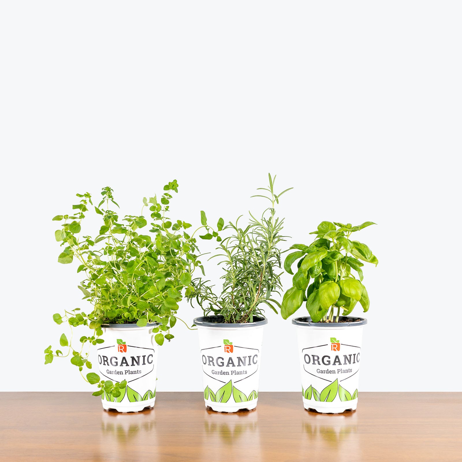 Organic Herb Trio - House Plants Delivery Toronto - JOMO Studio