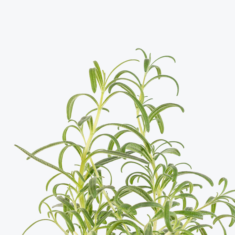 Organic Herb Trio - House Plants Delivery Toronto - JOMO Studio