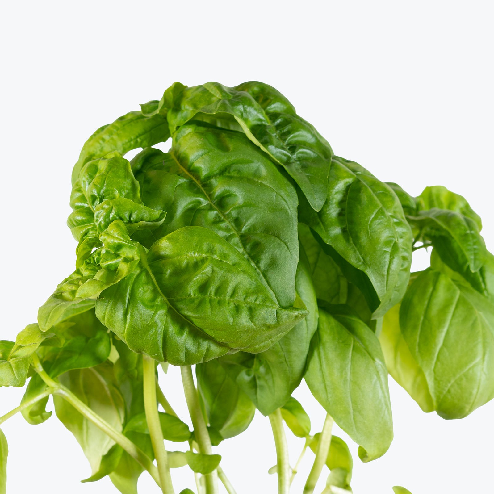 Organic Herb Trio - House Plants Delivery Toronto - JOMO Studio