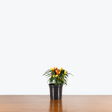 Ornamental Pepper — 4" Pot - Red/Yellow Mix
