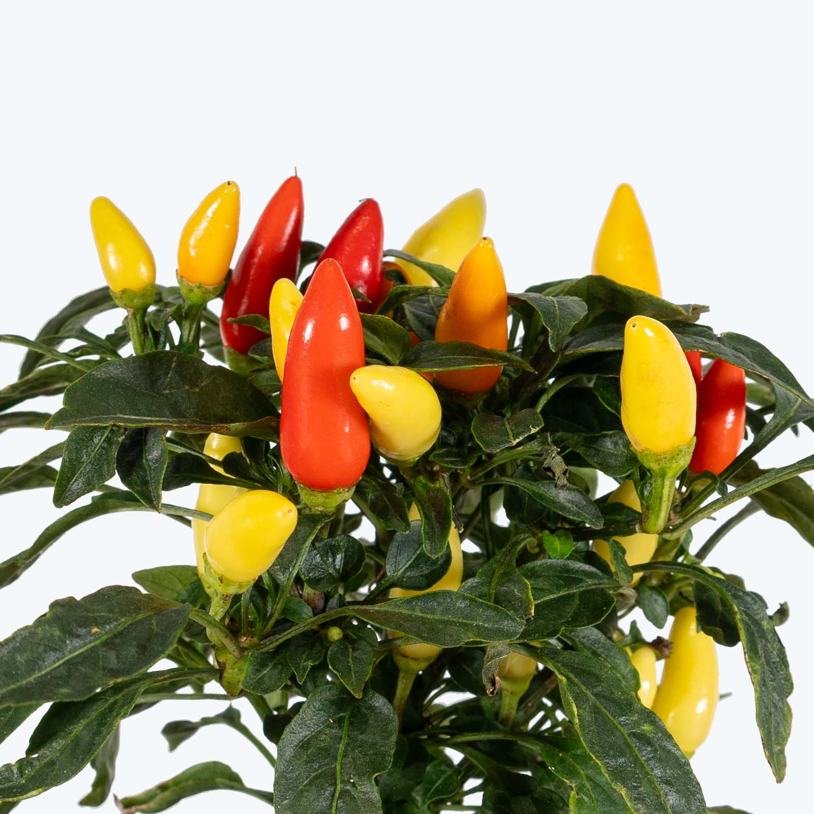 Ornamental Pepper - House Plants Delivery Toronto - JOMO Studio