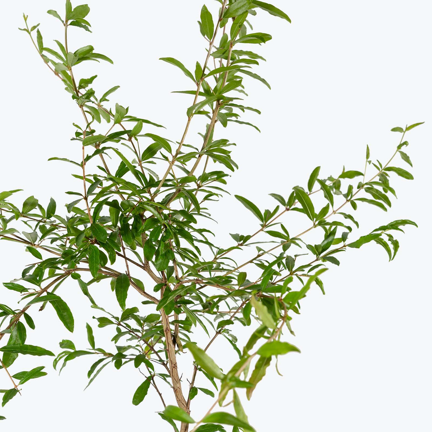 Ornamental Pomegranate Toronto's Online Plant Store Delivering