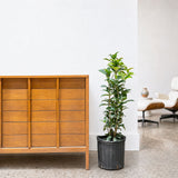 Osmanthus Plant — 10" Pot (2'-3' Tall)