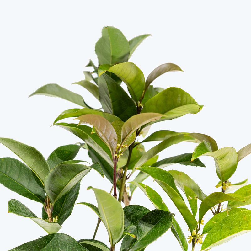 Osmanthus Plant | Care Guide and Pro Tips - Delivery from Toronto across Canada - JOMO Studio